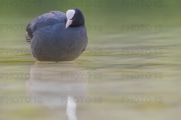 Close-up of a coot (Fulica atra) standing in the shallow water of Lake Dürrensee, Dolomites, South Tyrol, Italy