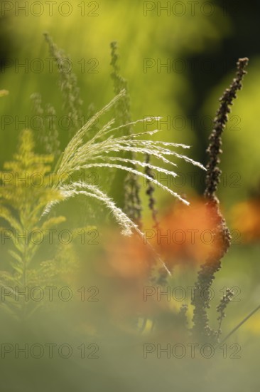 Japanese silver grass (Miscanthus sinensis), curved stems in a late autumnal look with blurred orange flower in the foreground and delicate bokeh background, Dortmund, North Rhine-Westphalia, Germany