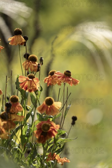 Sunflower (Helenium autumnale), faded orange flower heads with hanging flowers, backlit with an autumnal look, filigree background in soft shades of yellow and green, Dortmund, North Rhine-Westphalia, Germany