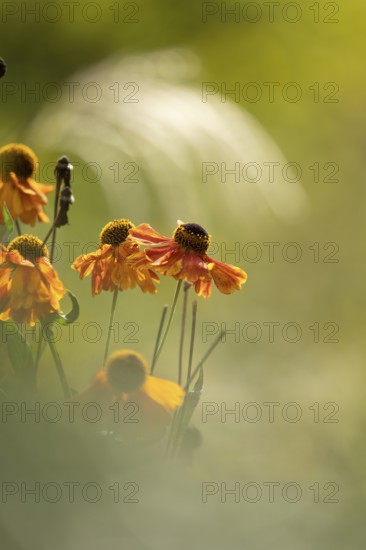Sunflower (Helenium hybridum), faded orange flower heads with drooping petals, atmospheric play of light and soft background, Dortmund, North Rhine-Westphalia, Germany