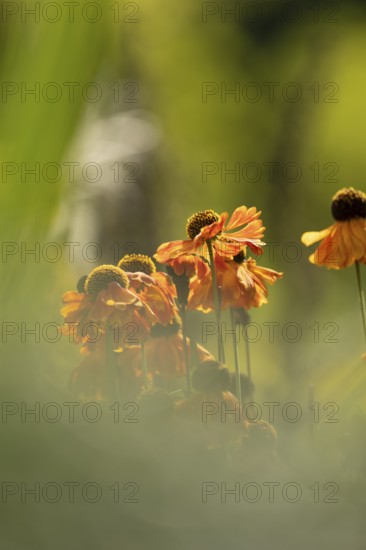 Sunflower (Helenium hybridum), faded orange flower heads with drooping petals, atmospheric play of light and soft background, Dortmund, North Rhine-Westphalia, Germany