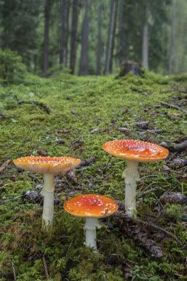 Red fly agaric (Amanita muscaria), Pillberg, Pill, Tyrol, Austria