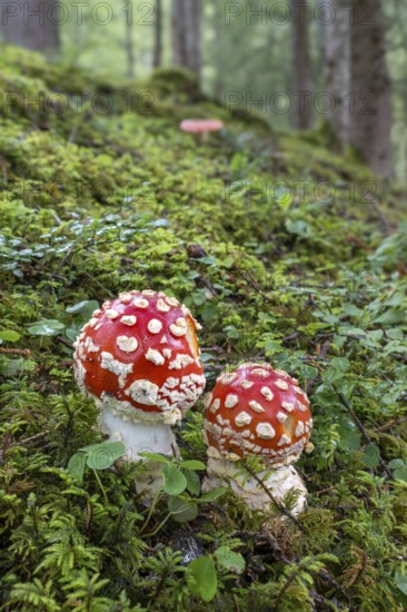 Red fly agaric (Amanita muscaria), Pillberg, Pill, Tyrol, Austria