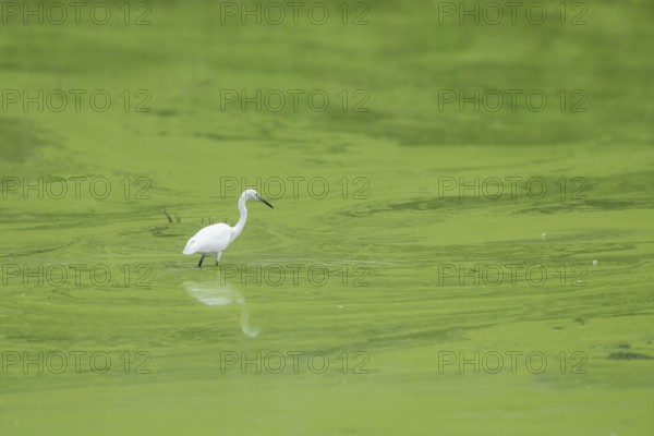 Little Egret (Egretta garzetta), Großwilfer renaturation area, Großwilfersdorf, Burgenland, Austria