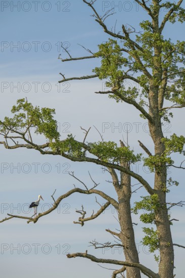 White stork (Ciconia ciconia), sitting on a tree, Sterntaler Filze, Bad Feilnbach, Bavaria, Germany