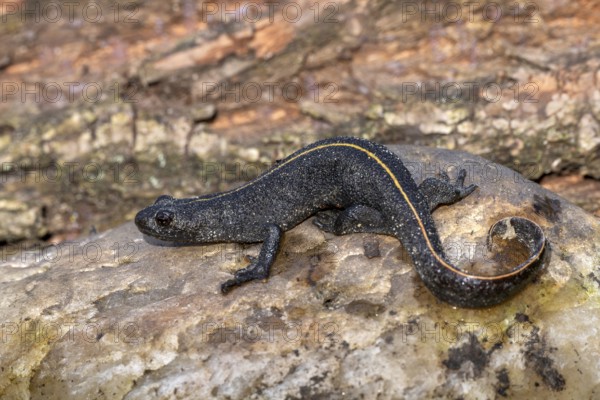Alpine crested newt (Triturus carnifex), or Italian crested newt, Littlewood Ranch, Limbach, Burgenland, Austria