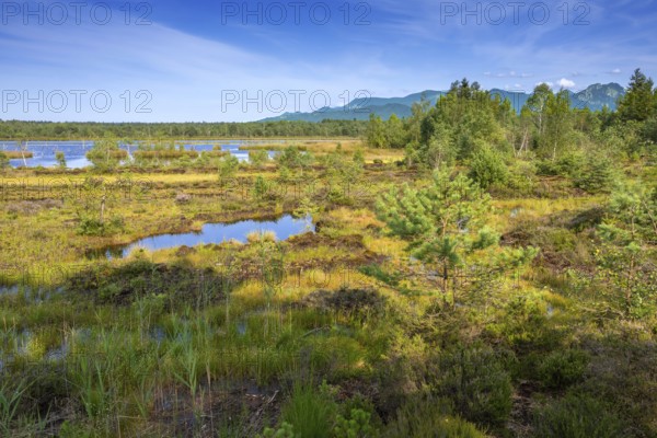 Sterntaler Filze, renaturalised peat extraction, nature reserve, Sterntaler Filze, Bad Feilnbach, Bavaria, Germany