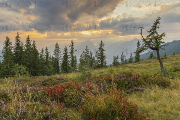 Mountain landscape in autumn at sunset, with the Inn valley and the Karwendel mountains behind, Naunz, Tuxer Voralpen, Tyrol, Austria