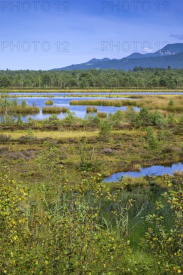 Sterntaler Filze, renaturalised peat extraction, nature reserve, Sterntaler Filze, Bad Feilnbach, Bavaria, Germany