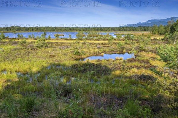 Sterntaler Filze, renaturalised peat extraction, nature reserve, Sterntaler Filze, Bad Feilnbach, Bavaria, Germany