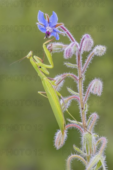 Praying mantis (Mantis religiosa), Littlewood-Ranch, Limbach, Burgenland, Austria