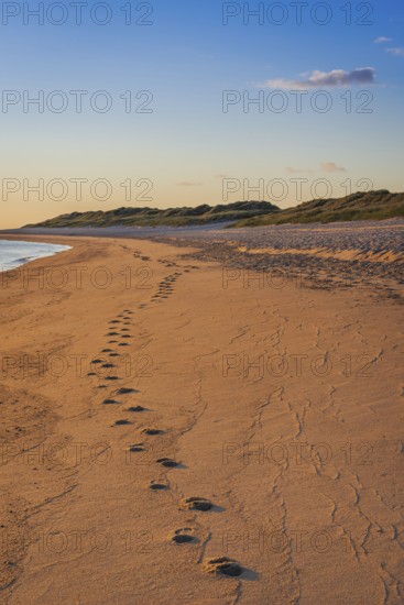 Tracks in the sand, beach, morning light, beach walk, North Sea, Sylt
