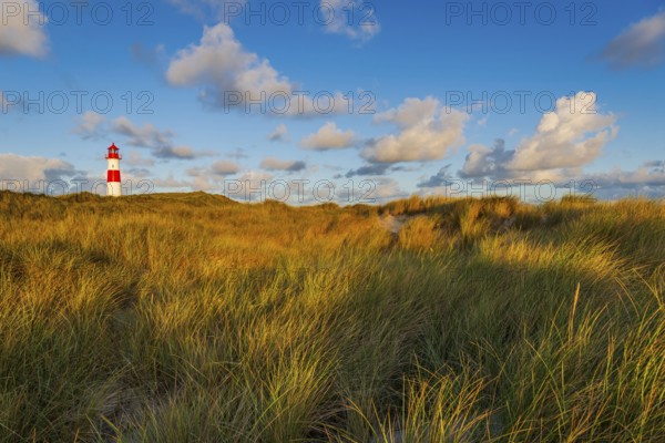 The Lister lighthouse at Ellenbogen, morning light, morning mood, dune, North Sea island, Sylt