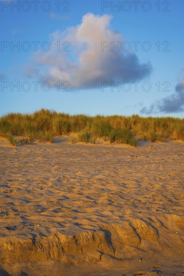 Sandy beach beach with dune and cloud in the morning light, Ellenbogen, Sylt
