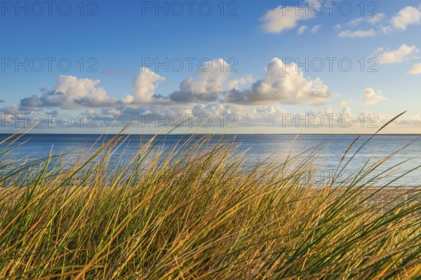 Beach grass (Ammophila arenaria), dune grass in the morning sun, North Sea, Sylt