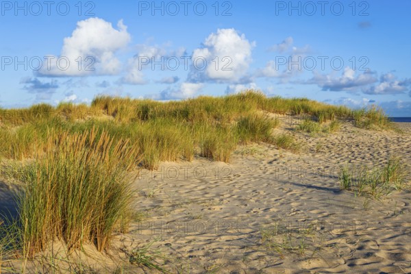 Lonely sandy beach in the sunny morning light at Ellenbogen, Sylt