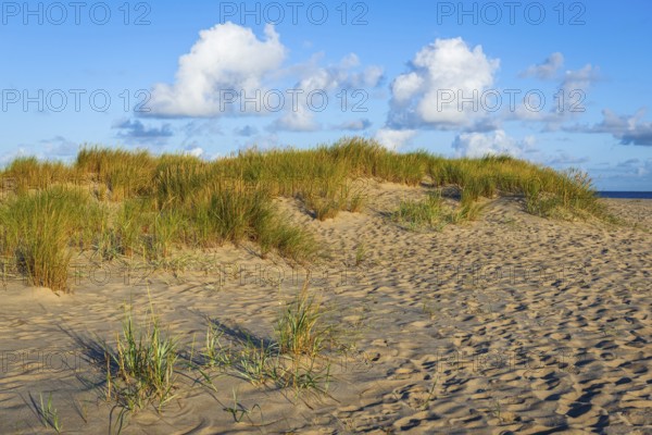 Lonely sandy beach in the sunny morning light at Ellenbogen, Sylt