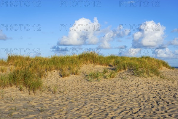 Lonely sandy beach in the sunny morning light at Ellenbogen, Sylt