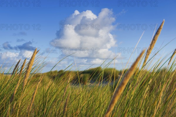 Beach grass (Ammophila arenaria), cloud, morning light, dunes, dune grass, North Sea, Sylt
