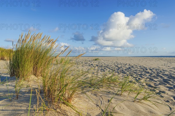 Lonely sandy beach in the sunny morning light at Ellenbogen, Sylt