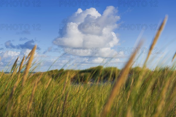 Beach grass (Ammophila arenaria), cloud, morning light, dunes, dune grass, North Sea, Sylt