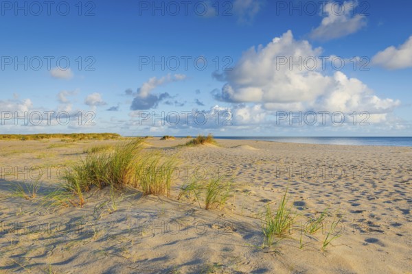 Lonely sandy beach in the sunny morning light at Ellenbogen, Sylt