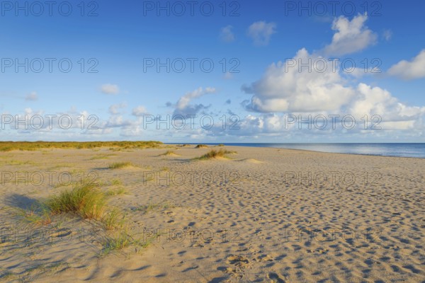 Lonely sandy beach in the sunny morning light at Ellenbogen, Sylt