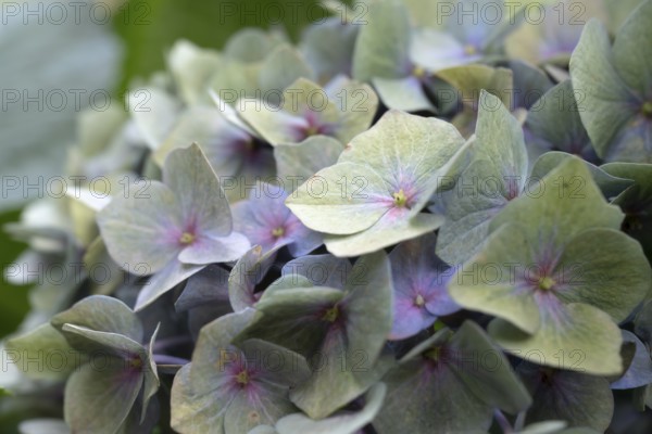 Hydrangea (Hydrangea macrophylla), round inflorescence with delicate pastel-coloured single flowers in green, lilac and pink, close-up, Dortmund, North Rhine-Westphalia, Germany