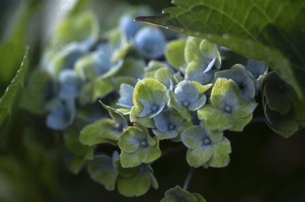 Hydrangea (Hydrangea macrophylla), flowering shrub with blue-violet and greenish inflorescences in various stages of maturity, dark green leaves, soft light and gentle background gradient, Dortmund, North Rhine-Westphalia, Germany
