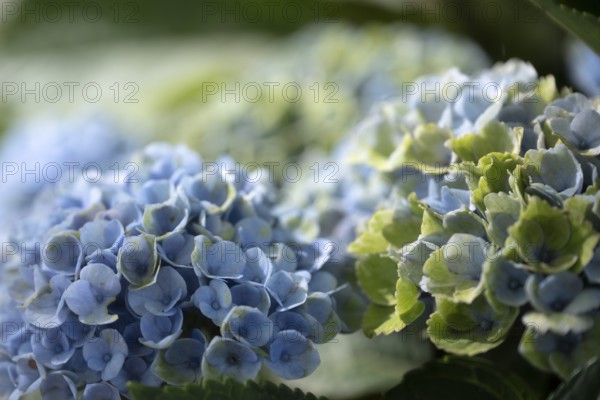 Hydrangea (Hydrangea macrophylla), flowering shrub with blue-violet and greenish inflorescences in various stages of maturity, soft light and gentle background gradient, Dortmund, North Rhine-Westphalia, Germany