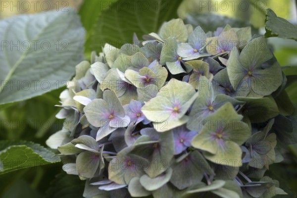 Hydrangea (Hydrangea macrophylla), round inflorescence with delicate pastel-coloured single flowers in green, lilac and pink, surrounded by large foliage, close-up, Dortmund, North Rhine-Westphalia, Germany
