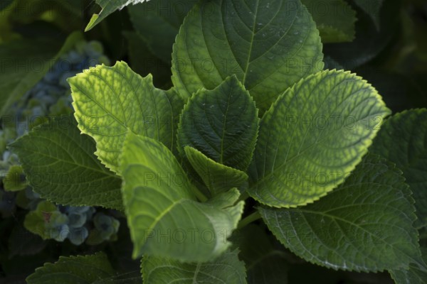 Hydrangea (Hydrangea macrophylla), detailed close-up of dark green leaves with yellowish edges, bluish flowers in the background, Dortmund, North Rhine-Westphalia, Germany