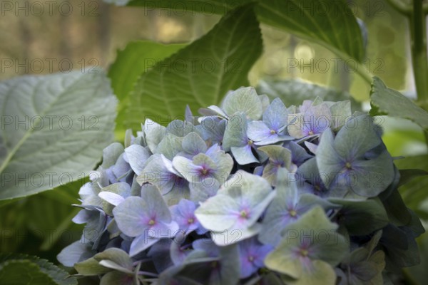 Hydrangea (Hydrangea macrophylla), inflorescence with delicate pastel-coloured single flowers in lilac, pink and blue against green foliage, Dortmund, North Rhine-Westphalia, Germany