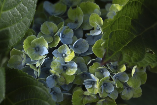Hydrangea (Hydrangea macrophylla), flowering shrub with blue-violet and greenish inflorescences in various stages of maturity, soft light and gentle background gradient, Dortmund, North Rhine-Westphalia, Germany