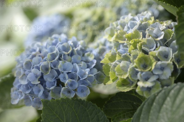 Hydrangea (Hydrangea macrophylla), flowering shrub with blue-violet and greenish inflorescences in various stages of maturity, soft light and gentle background gradient, Dortmund, North Rhine-Westphalia, Germany