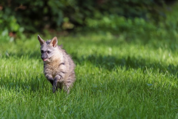 An aardwolf (Proteles cristatus) runs across a green meadow. In the background is green vegetation. Captive