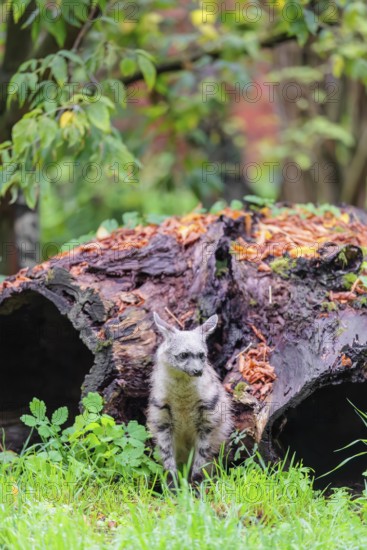 An aardwolf (Proteles cristatus) sits in a green meadow in front of a hollow rotting tree trunk. Captive