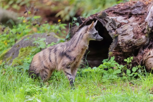An aardwolf (Proteles cristatus) runs across a green meadow. In the background are rotting tree trunks and green vegetation. Captive