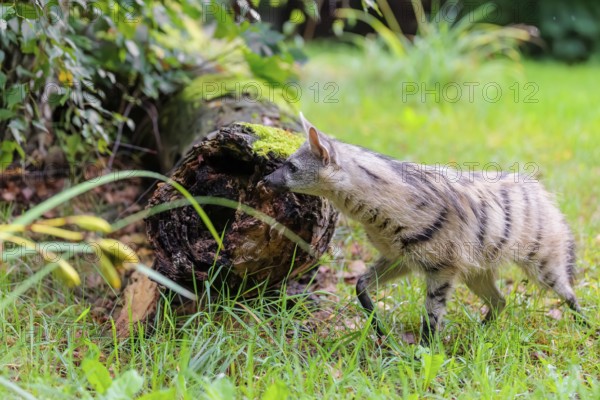 An aardwolf (Proteles cristatus) runs across a green meadow, past a rotting tree trunk. In the background is green vegetation. Captive