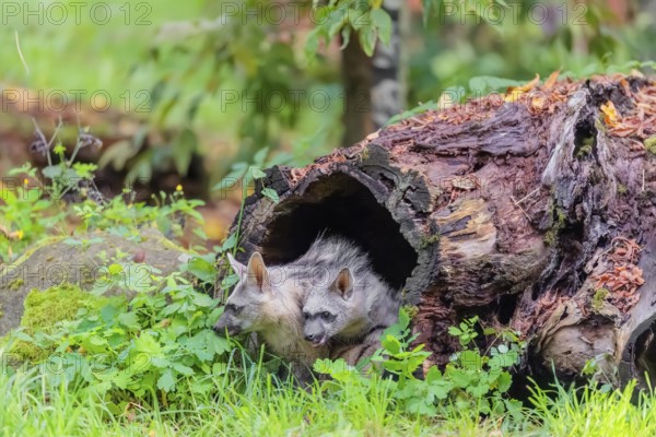 Two young aardwolves (Proteles cristatus) play in a hollow, decaying tree trunk. Captive
