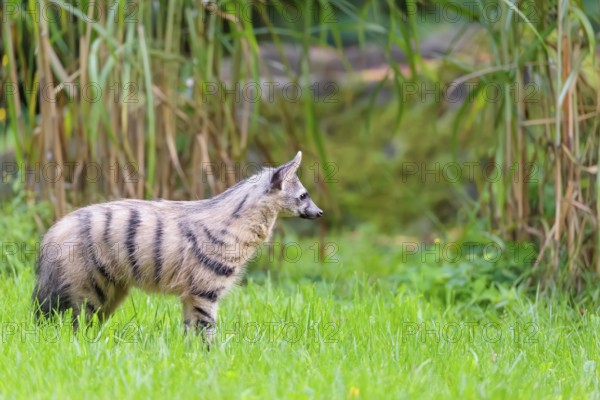 An aardwolf (Proteles cristatus) runs across a green meadow. In the background is green vegetation. Captive