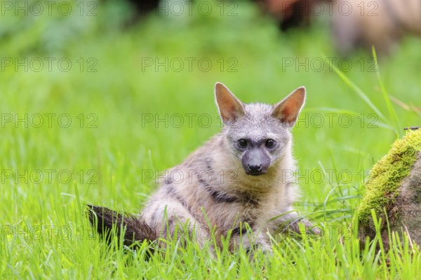 An aardwolf (Proteles cristatus) sits in a green meadow next to a mossy rock. Captive