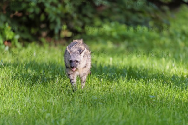 An aardwolf (Proteles cristatus) runs across a green meadow. In the background is green vegetation. Captive