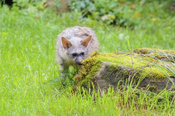 An aardwolf (Proteles cristatus) stands in a green meadow behind a mossy rock at the edge of the forest. Captive