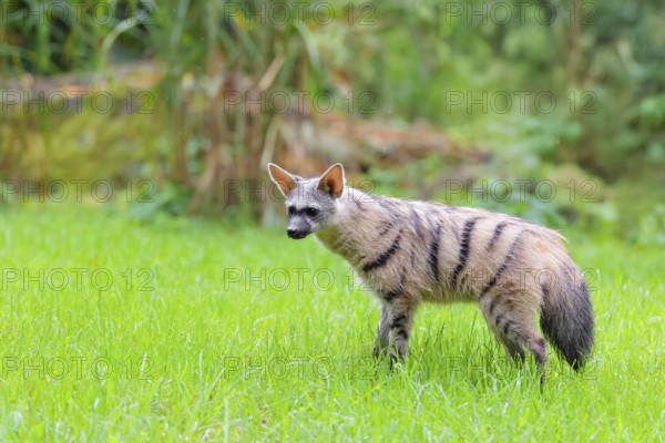 An aardwolf (Proteles cristatus) stands in a green meadow. In the background are rocks and green vegetation. Captive