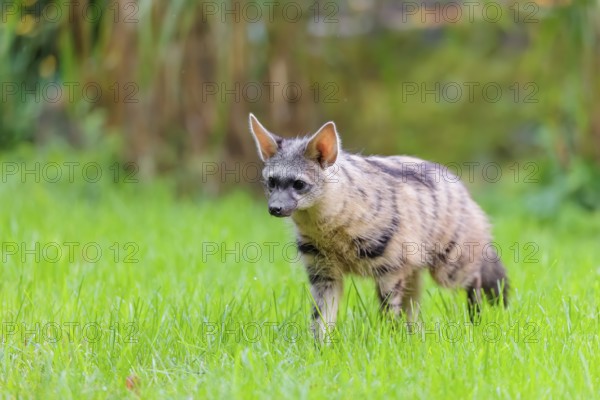 An aardwolf (Proteles cristatus) stands in a green meadow, looking at the camera. In the background is green vegetation. Captive