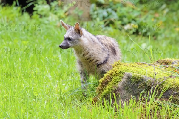 An aardwolf (Proteles cristatus) stands in a green meadow behind a mossy rock at the edge of the forest. Captive