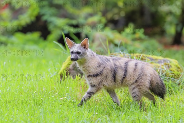 An aardwolf (Proteles cristatus) runs across a green meadow. In the background are rotting tree trunks and green vegetation. Captive