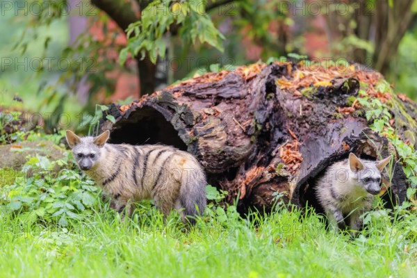 An aardwolf (Proteles cristatus) leaves slowly the hollow, decaying tree trunk at the edge of the forest. A second aardwolf stands in front of the tree trunk. Captive