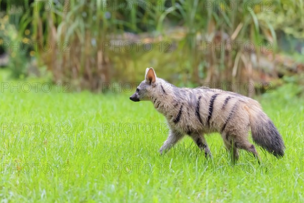 An aardwolf (Proteles cristatus) runs across a green meadow. In the background are rocks and green vegetation. Captive